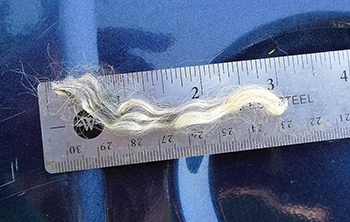 Fleece - 1740