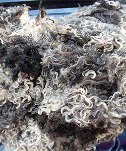 Fleece - 1740