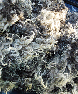 Fleece - 1740