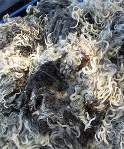 Fleece 1740