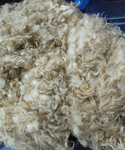 Fleece -17456