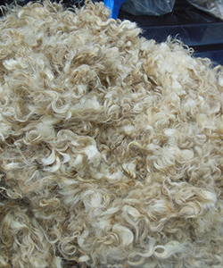 Fleece - 17456