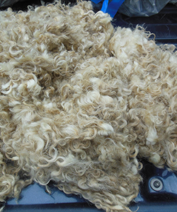 Fleece -17456