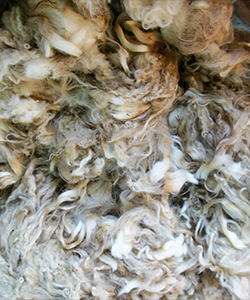 Fleece - 713