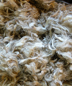 Fleece - 713