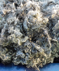 Fleece - Kris