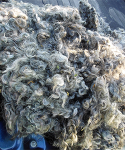 Fleece - Kris