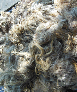 Fleece -12095