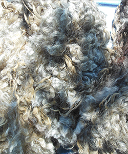 Fleece - 12095