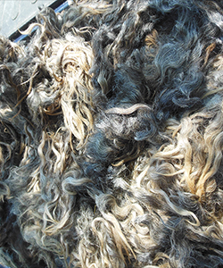 Fleece -Emily