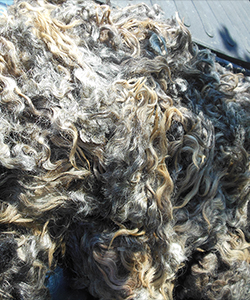 Fleece - Mike 459