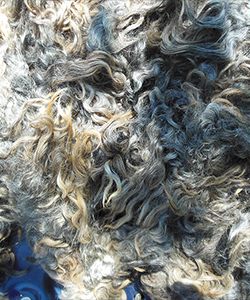 Fleece - Mike 459