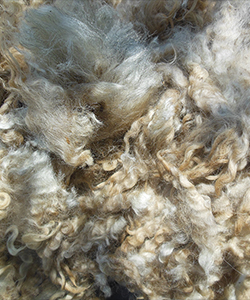 Fleece - Chanel