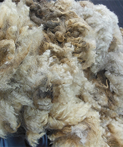 Fleece - Secre