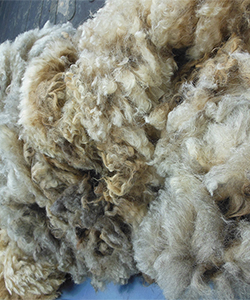 Fleece - Hammer