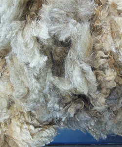 Fleece - Hammer