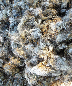 Fleece - Kris