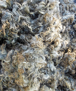 Fleece -Kris
