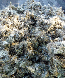 Fleece - Kris