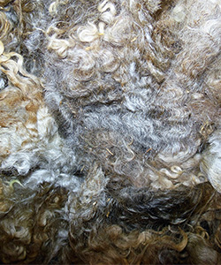 Fleece - Lizzy