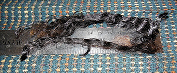 Fleeces - 1648