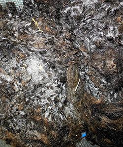 Fleeces - 1648