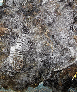 Fleeces - 1653