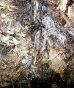 Fleeces - L710