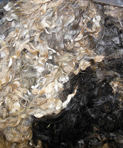 Fleece - L711