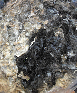 Fleece  - L711