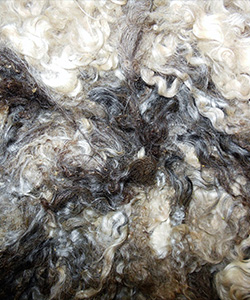 Fleeces - L717