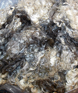 Fleeces - L717