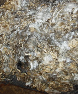 Fleece 12020