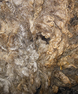 Fleece - Latte