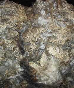 Fleece 1437