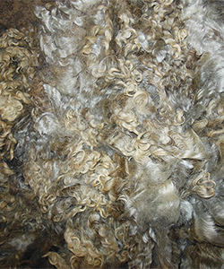 Fleece 1437