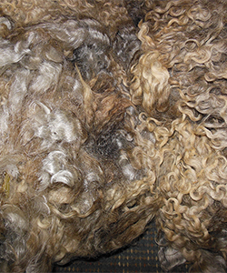 Fleece 1437