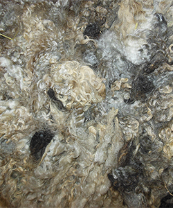 Fleece 1439
