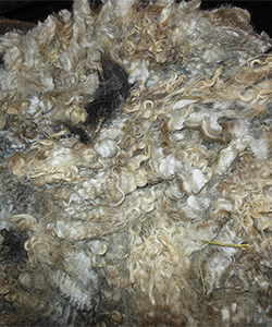 Fleece 1439