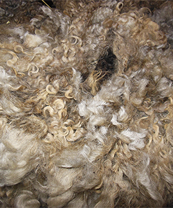 Fleece 1439