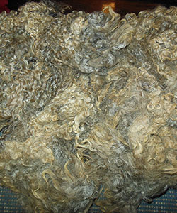 Fleece - 1445