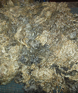 Fleece - 1445
