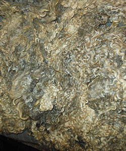Fleece - 1445