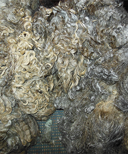 Fleece 1445