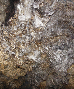 Fleece 1445