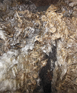 Fleece 1445