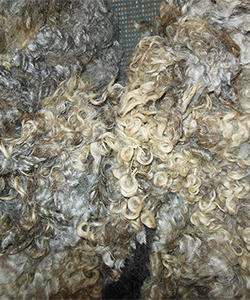 Fleece 1445