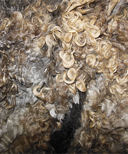 Fleece 1445