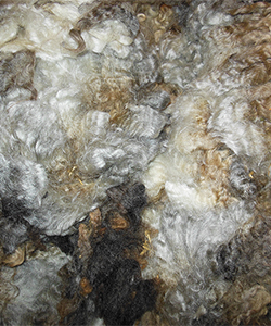 Fleece -1622
