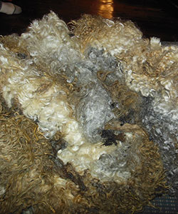 Fleece - Victoria